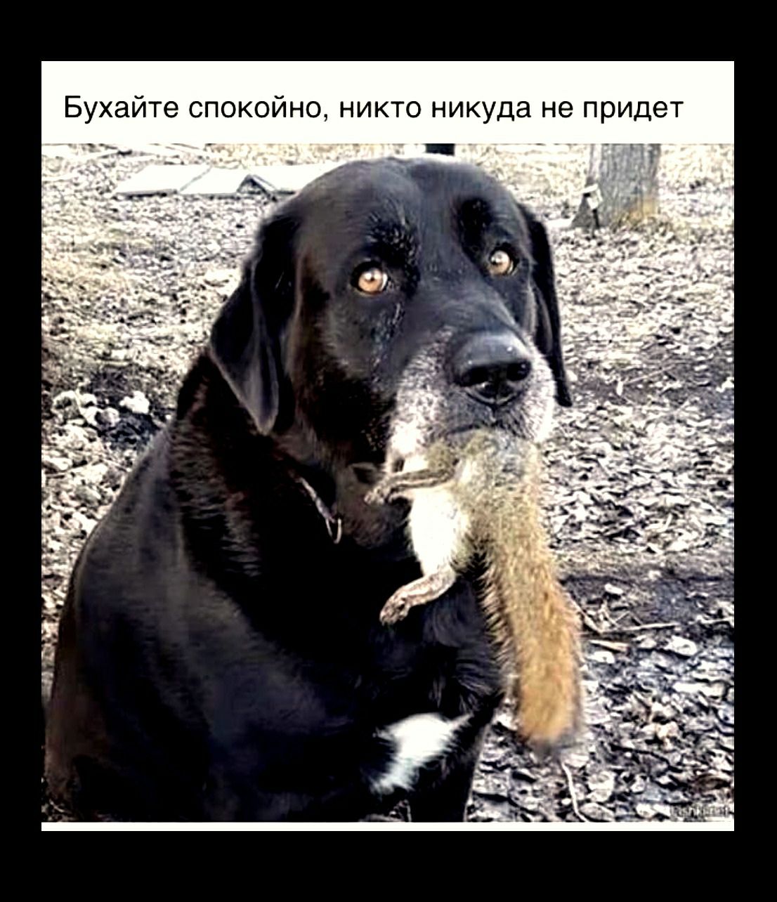 Бухайте спокойно никто никуда не придет _