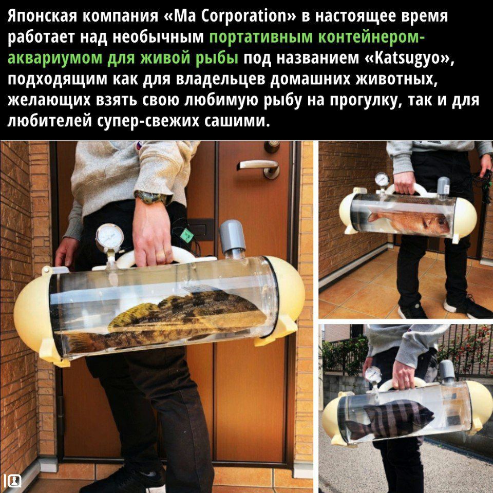 Японская компания Ма огрогакіапп в настоящее время рабыни над мобы тым поршгивныт коишйнерат аквариумом для живой рыбы под инниием Каізпвуо подходящим как для владельцев дошшиих жипшиых желающих пять в любимую рыбу на прогулку так и для любителей пупер свежих ашимш