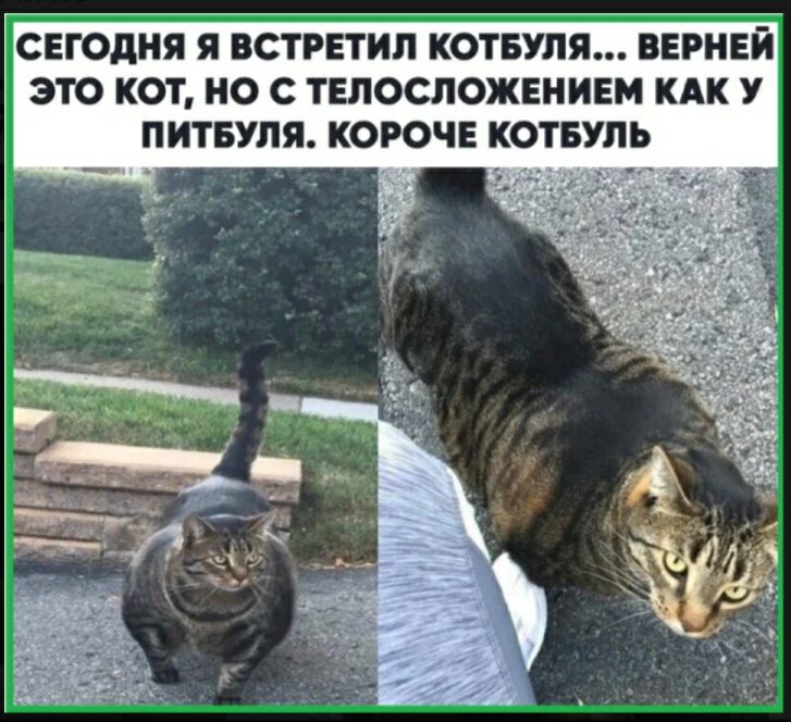 СЕГОДНЯ Я ВСТРЕТИЛ КОТБУПЯ ВЕРНЕЙ ЭТО КОТ О С ТЕПОСЛОЖЕНИЕМ КАК У ПИТБУЛЯ КОРОЧЕ КОТБУЛЬ