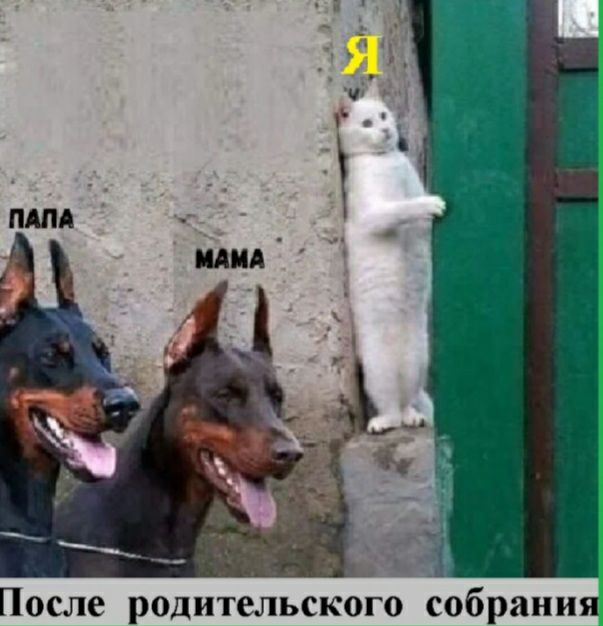 После родительского собрани