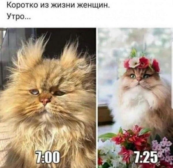 Коротко из жизни женщин Утро