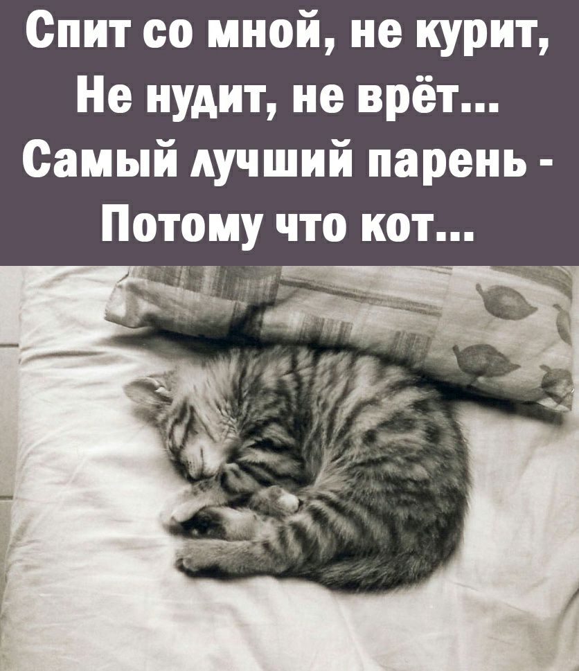 Спит со мной не курит Не нУАит не врёт Самый лучший парень Потому что кот