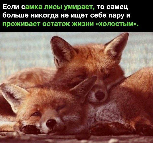 Если саша тди жид то самец больше никогда не ищет себе пару и П