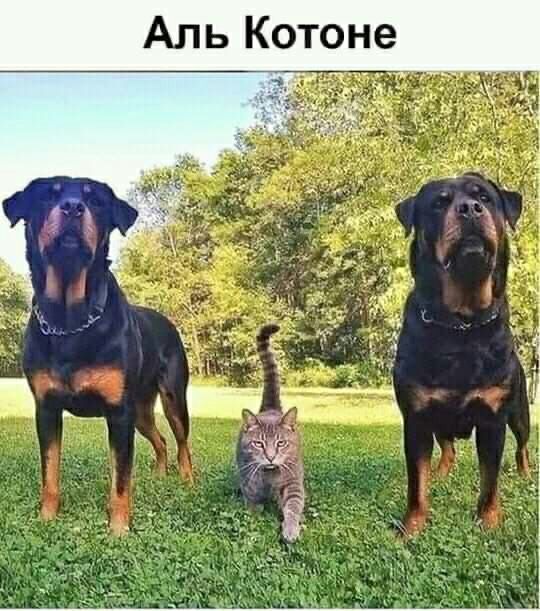 Аль Котоне