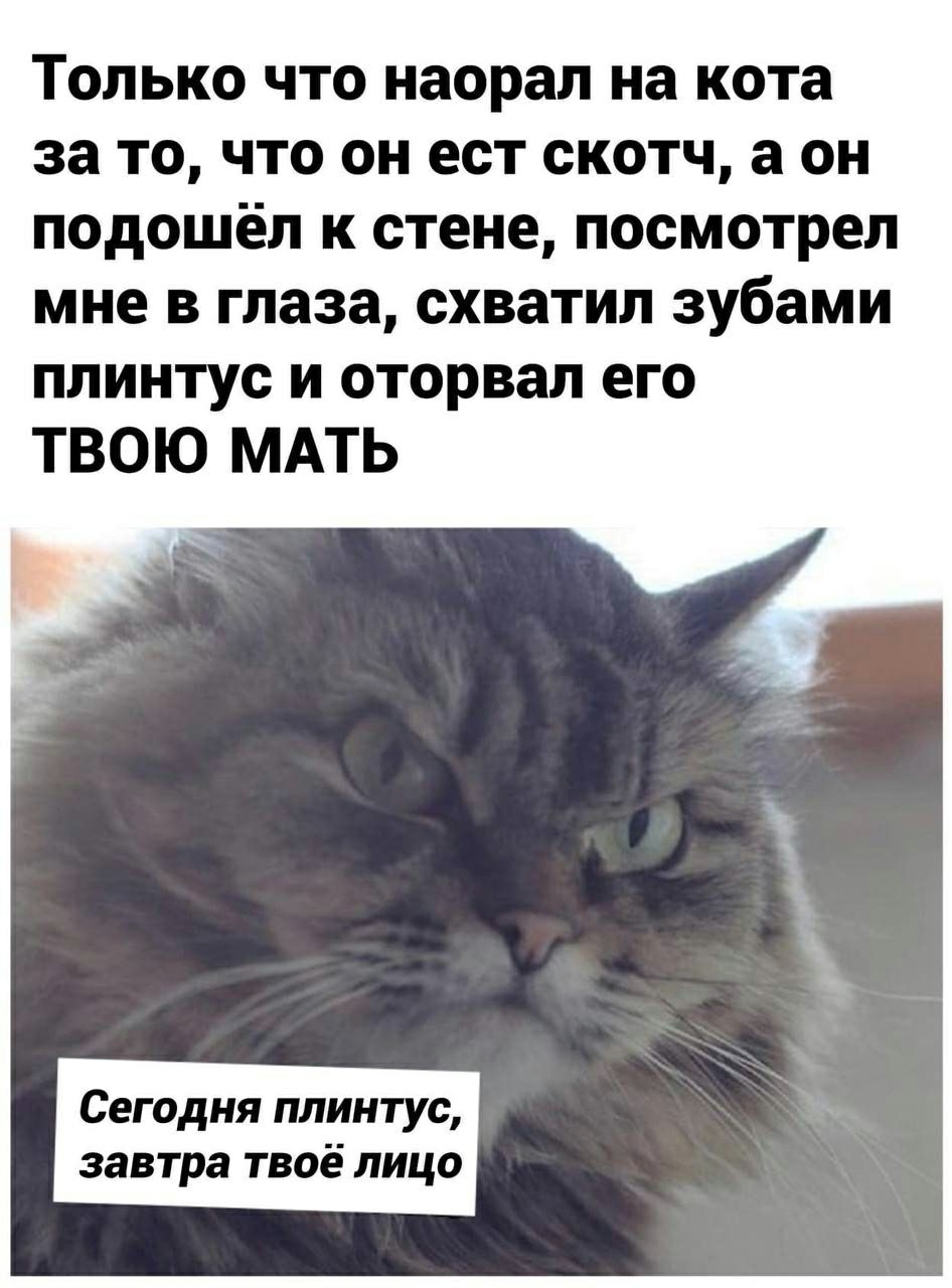 Только что наорал на кота за то что он ест скотч а он подошёл к стене посмотрел мне в глаза схватил зубами плинтус и оторвал его ТВОЮ МАТЬ Сегодня плинтус завтра твоё лицо
