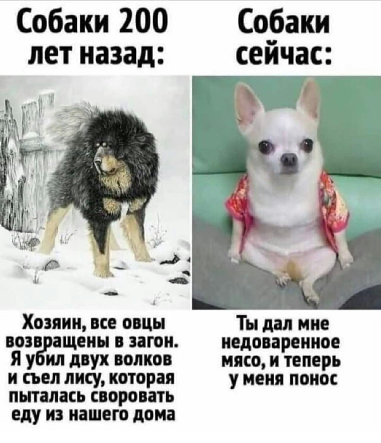 Собаки 200 Собаки лет назад Хозяин все овцы Ты дал мне возв ащены в вагон недоваренное я у ил двух волков мясо и теперь и съел лису которая у меня понос пыталась своровать еду ИЗ нашею дома
