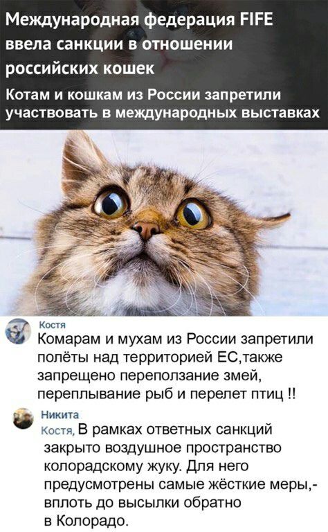 Международная федерация НЕЕ ввела санкции в отношении российских кошек Котам И КОШКЗМ ИЗ РОССИИ запретили УЧЕСТВОВЗТЬ В международных ВЫСТЗВКЗХ Костя Комарам и мухам из России запретили полёты над территорией ЕСтакже запрещено переползание змей переппывание рыб и перелет птиц Никита Костя В рамках ответных санкций закрыто воздушное пространство копорадскому кукут для него предусмотрены самые жёстк