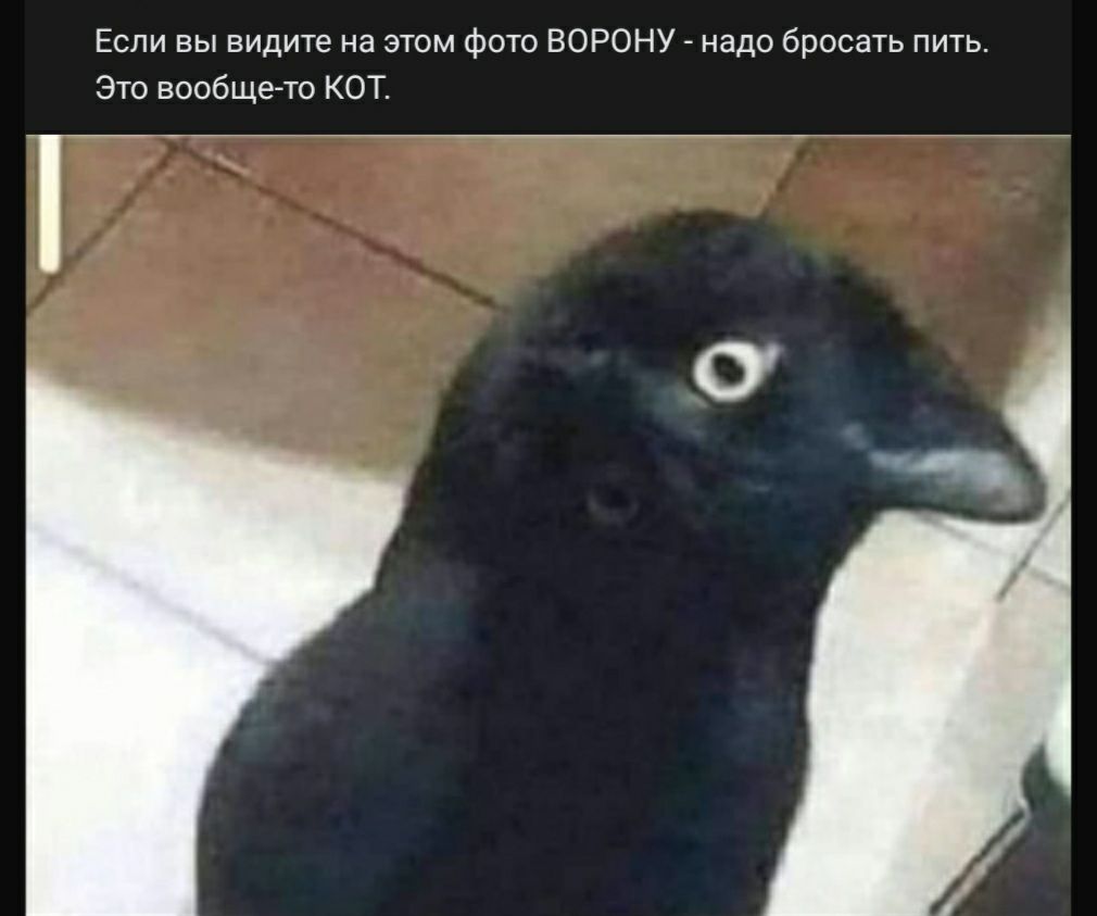 Если вы видите на этом фото ВОРОНУ надо бросать пить Это вообще то КОТ
