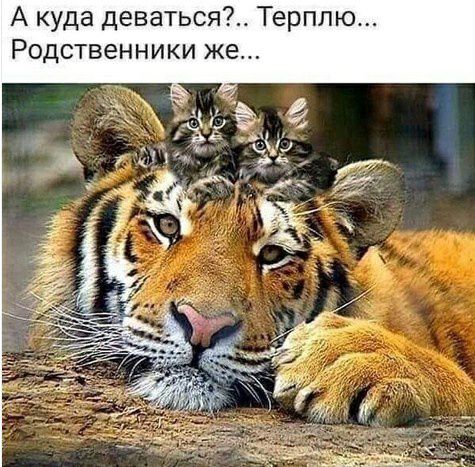 А куда деваться Терплю Родственники же