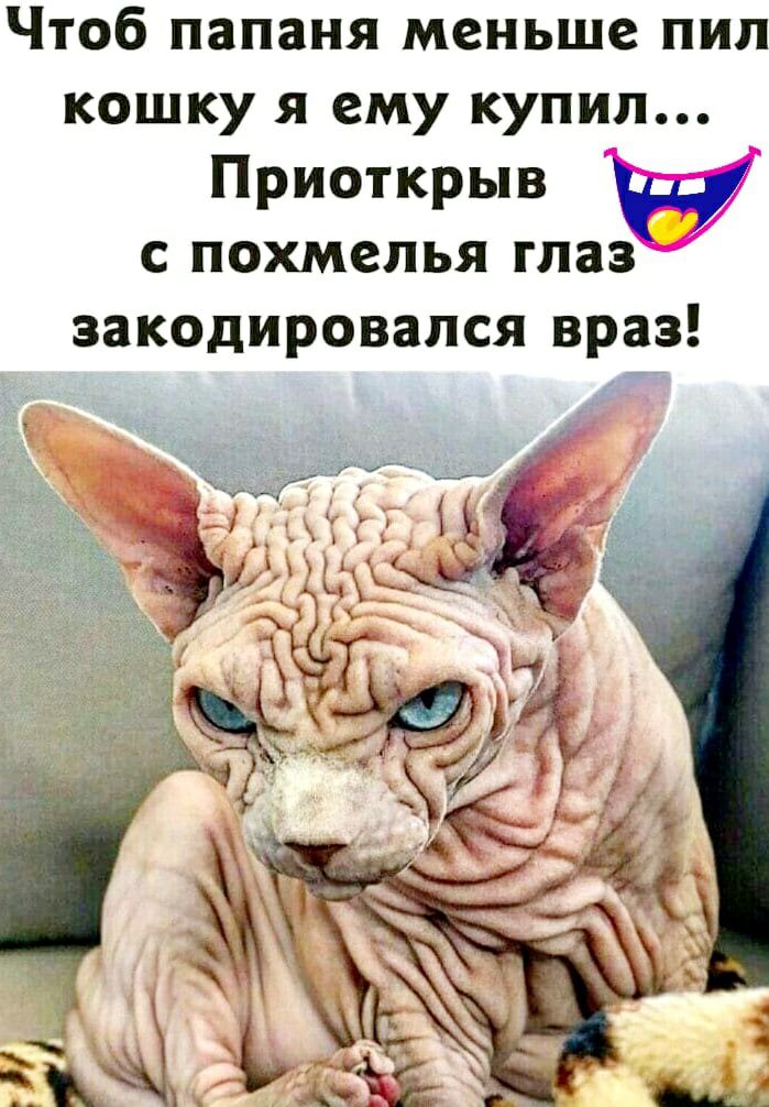 Чтоб папаня меньше пил кошку я ему купил Приоткрыв С ПОХМСЛЬЯ ГЛЗЗ закодировался враз