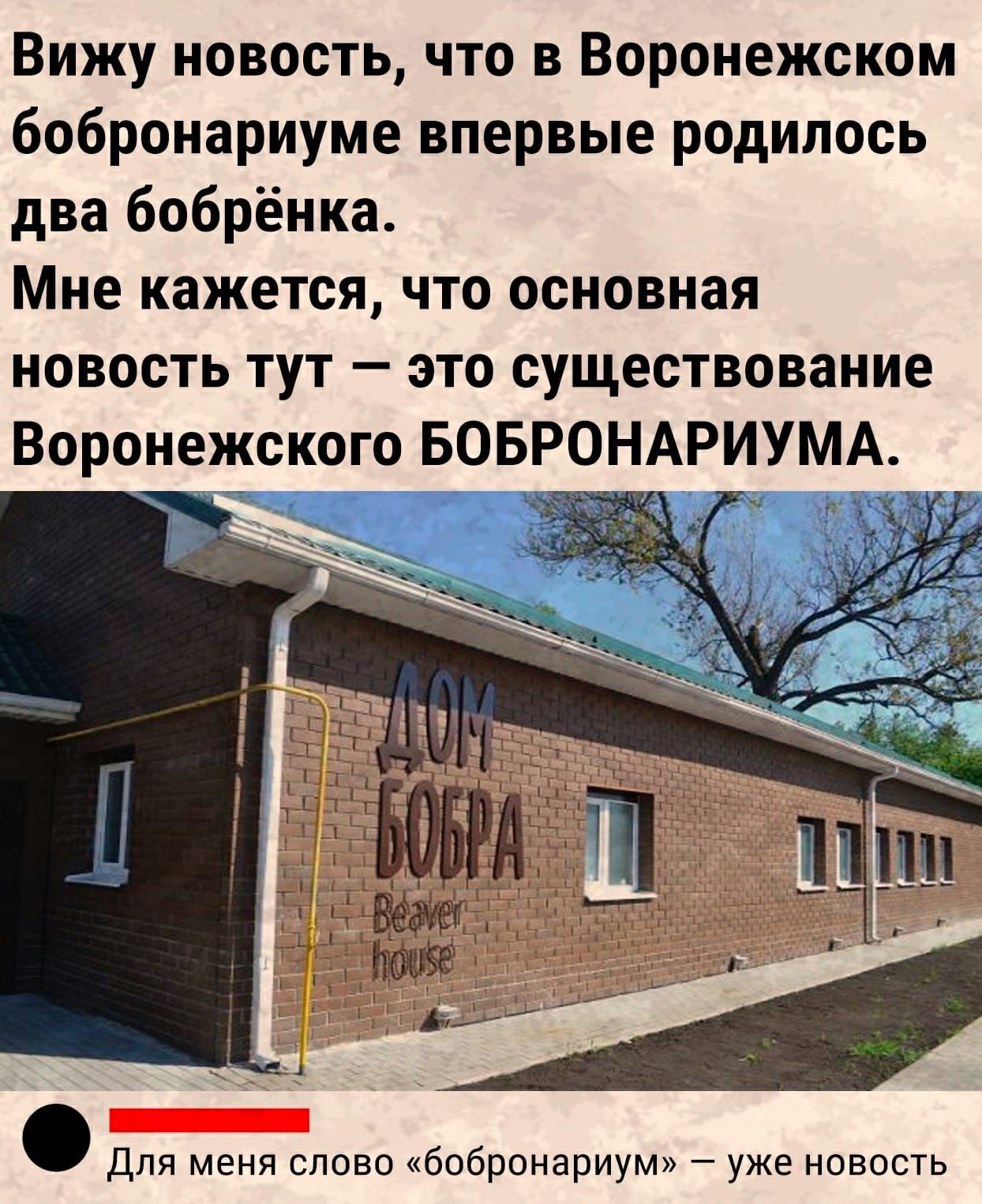 Вижу новость что в Воронежском бобронариуме впервые родилось два бобрёнка Мне кажется что основная новость тут это существование Воронежского БОБРОНАРИУМА т г Для меня слово бобронариум уже новость