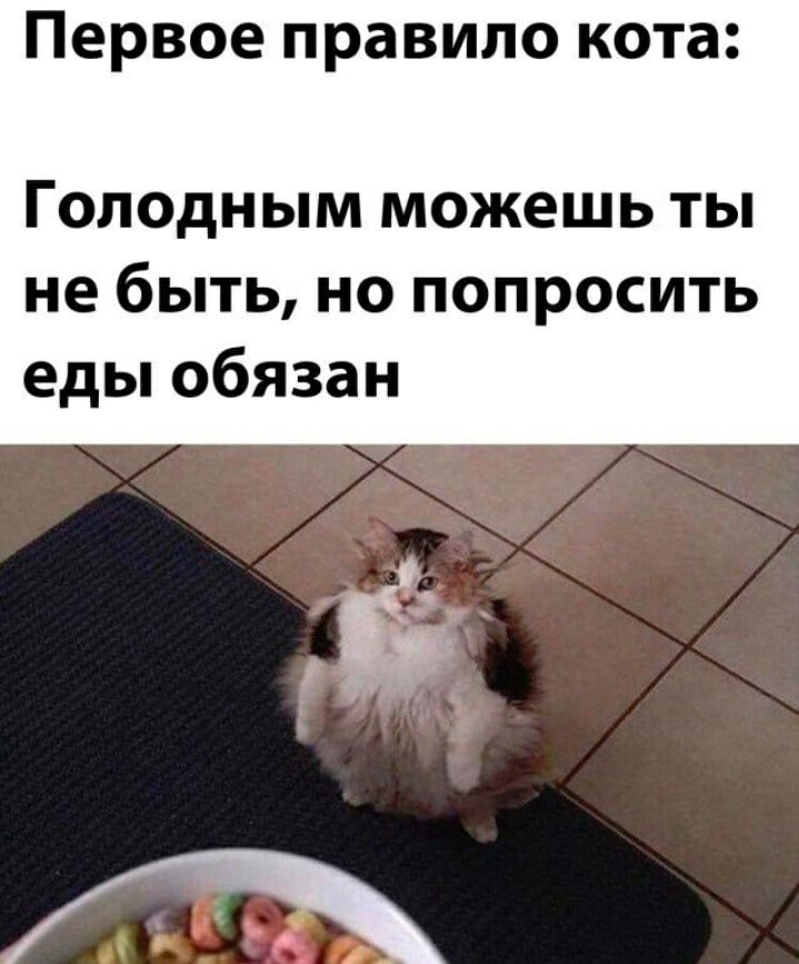 Первое правило кота Гоподным можешь ты не быть но попросить еды обязан