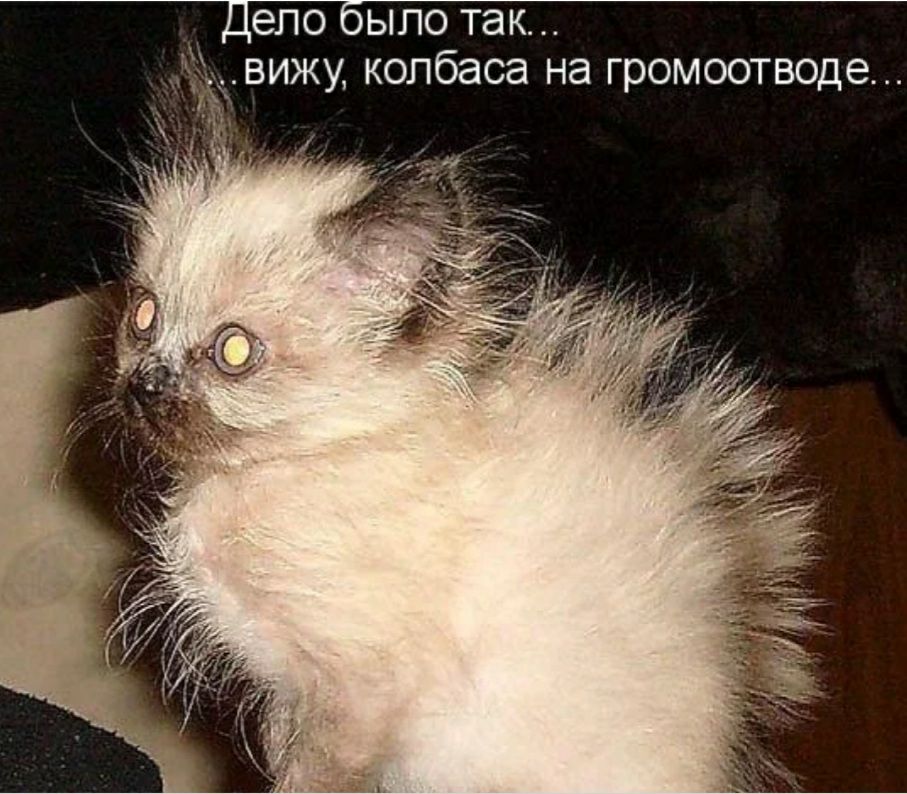 Дело было так вижу колбаса на громоотводе
