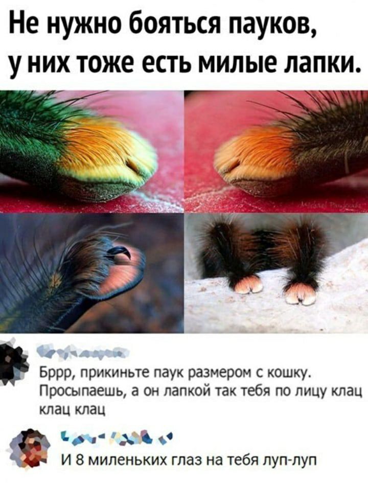 Не нужно бояться пауков у них тоже есть милые лапки г ми Бррр прикиньте паук размером с кошку Просыпаешь а он папкой так тебя по лицу клац клац клац ют И 8 мипеньких глаз на тебя луплуп