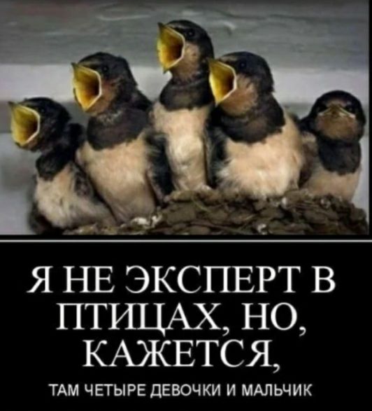 я НЕ ЭКСПЕРТ в ПТИЦАХ но КАЖЕТСЯ ТАМ ЧЕТЫРЕ дЕВОЧКИ И МАЛЬЧИК