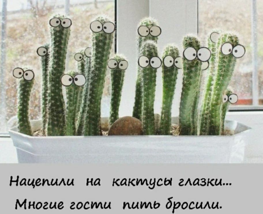 Нацешмц на кактусы глазки Многие гости пить бровиш