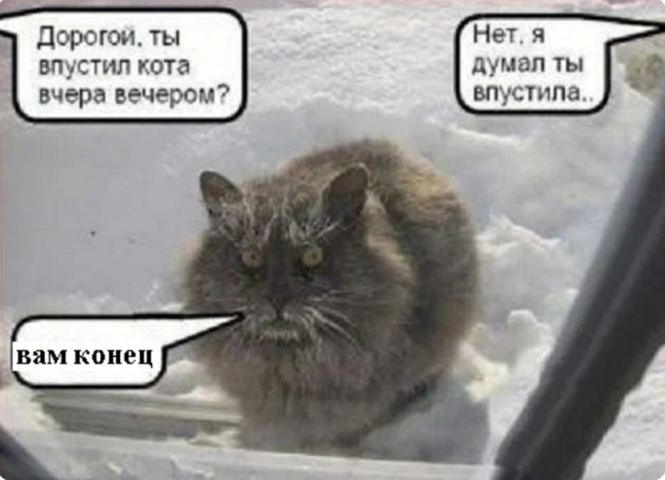 Нет я думал ты впустила Доротеи ты впустил кота Вчера вечером _