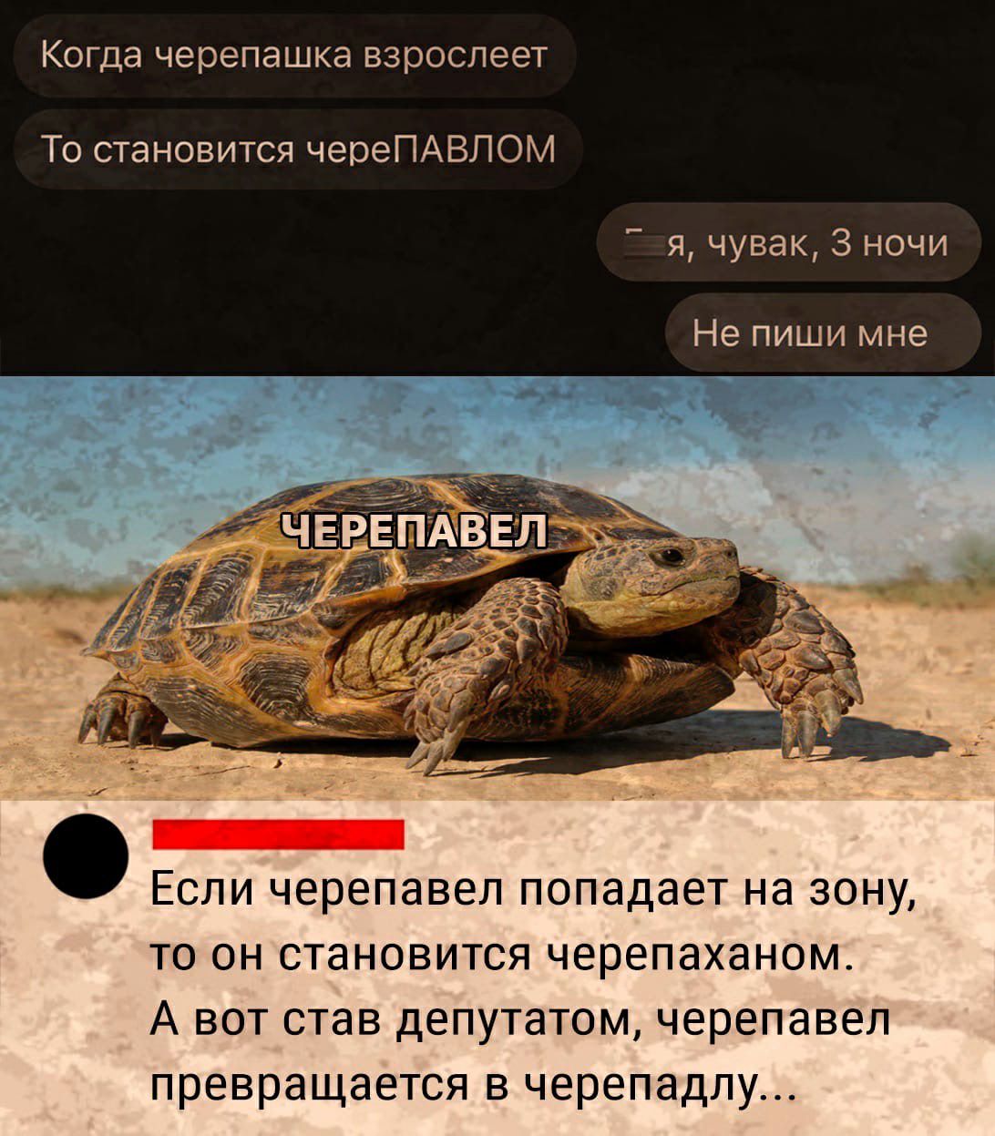 Когда черепашка взрослеет То становится череПАВЛОМ я чувак 3 ночи Не пиши мне Если черепавел попадает на зону то он становится черепаханом А вот став депутатом черепавел превращается в черепадлу