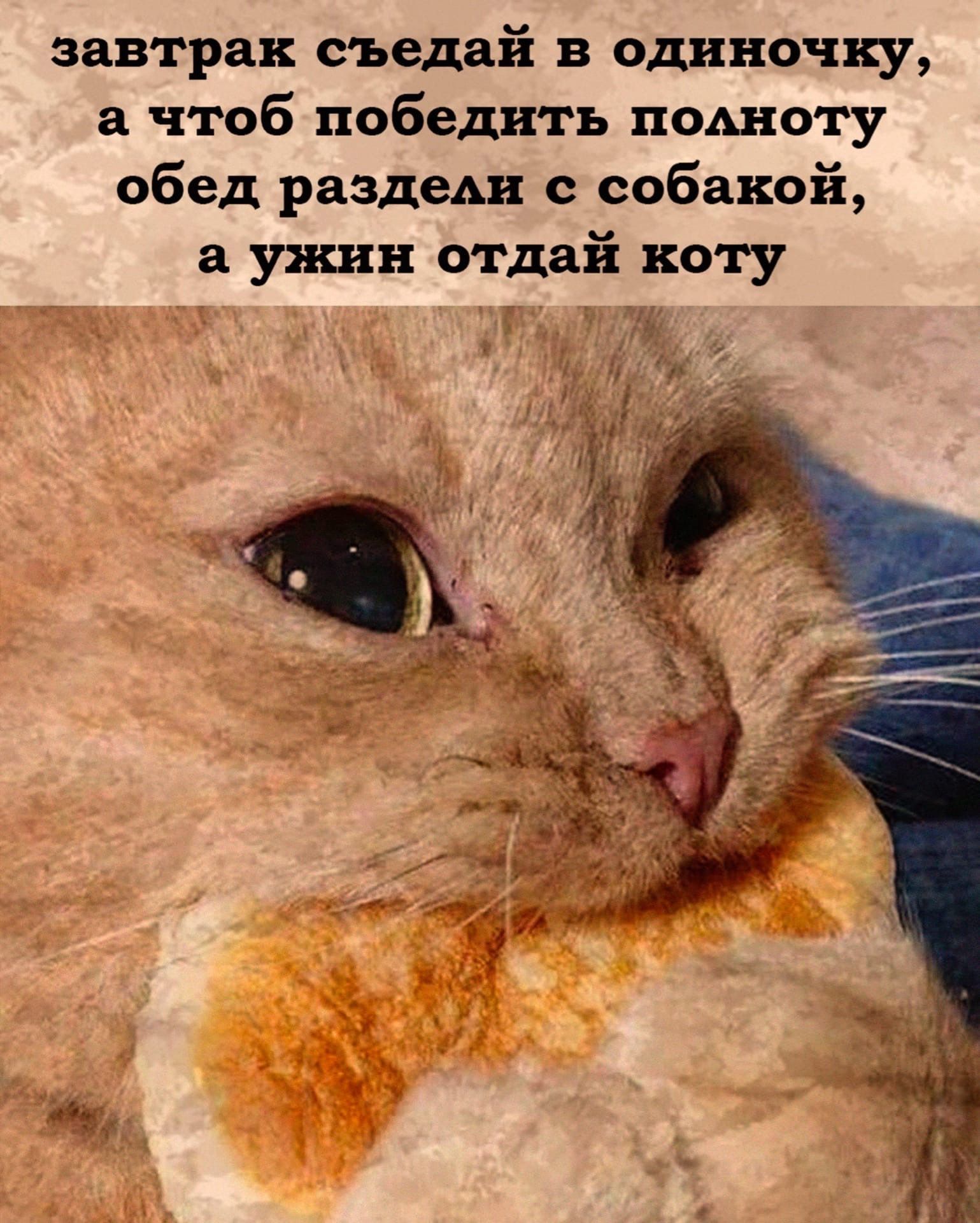 завтрак съедай в одиночку чтоб победить подноту обед раздеди собакой а ужин оТДай коту