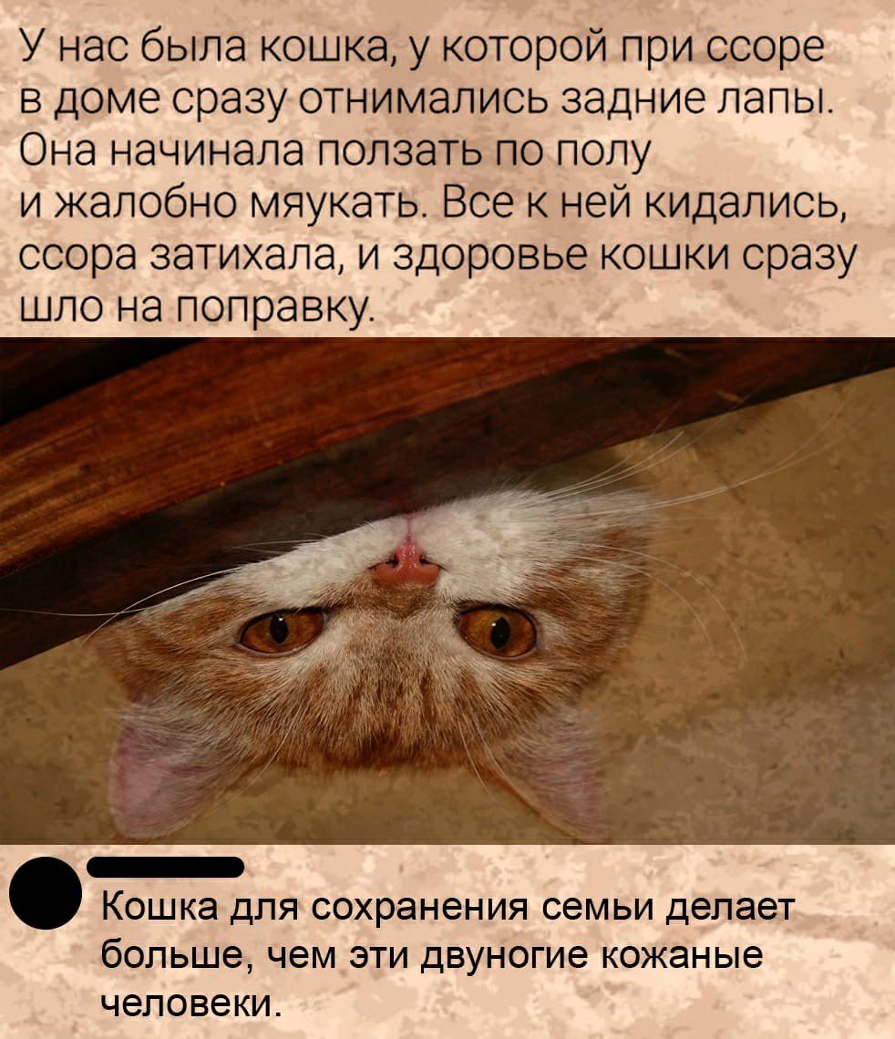 У нас была кошка у которой при ссоре В доме сразу ОТНИМЭЛИСЬ задние лапы ОНЭ НЭЧИНЭЛЭ ПОЛЗЭТЬ ПО ПОЛУ и жалобно мяукать Все к ней кидались ссора затихала и здоровье кошки сразу шло на поправку Кошка для сохранения семьи делает больше чем эти двуногие кожаные человеки