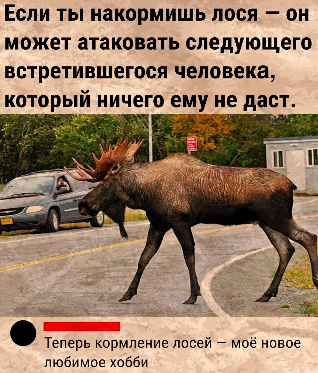 Если ты накормишь лося он может атаковать следующего встретившегося человека корый ничего е_муне даст ___ _ _ ь _ _ Ъ _ _ дл __ г _ у _ ь Теперь кормление лосей моё новое любимое хобби