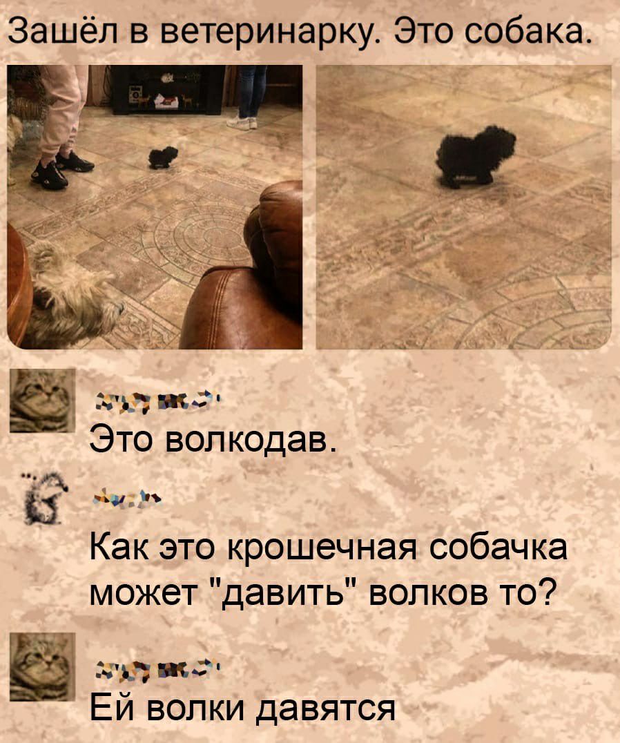 Зашёл в ветеринарку Это собака Это волкодав д чіу Как это крошечная собачка может давить волков то 313 ИФ Ей волки давятся