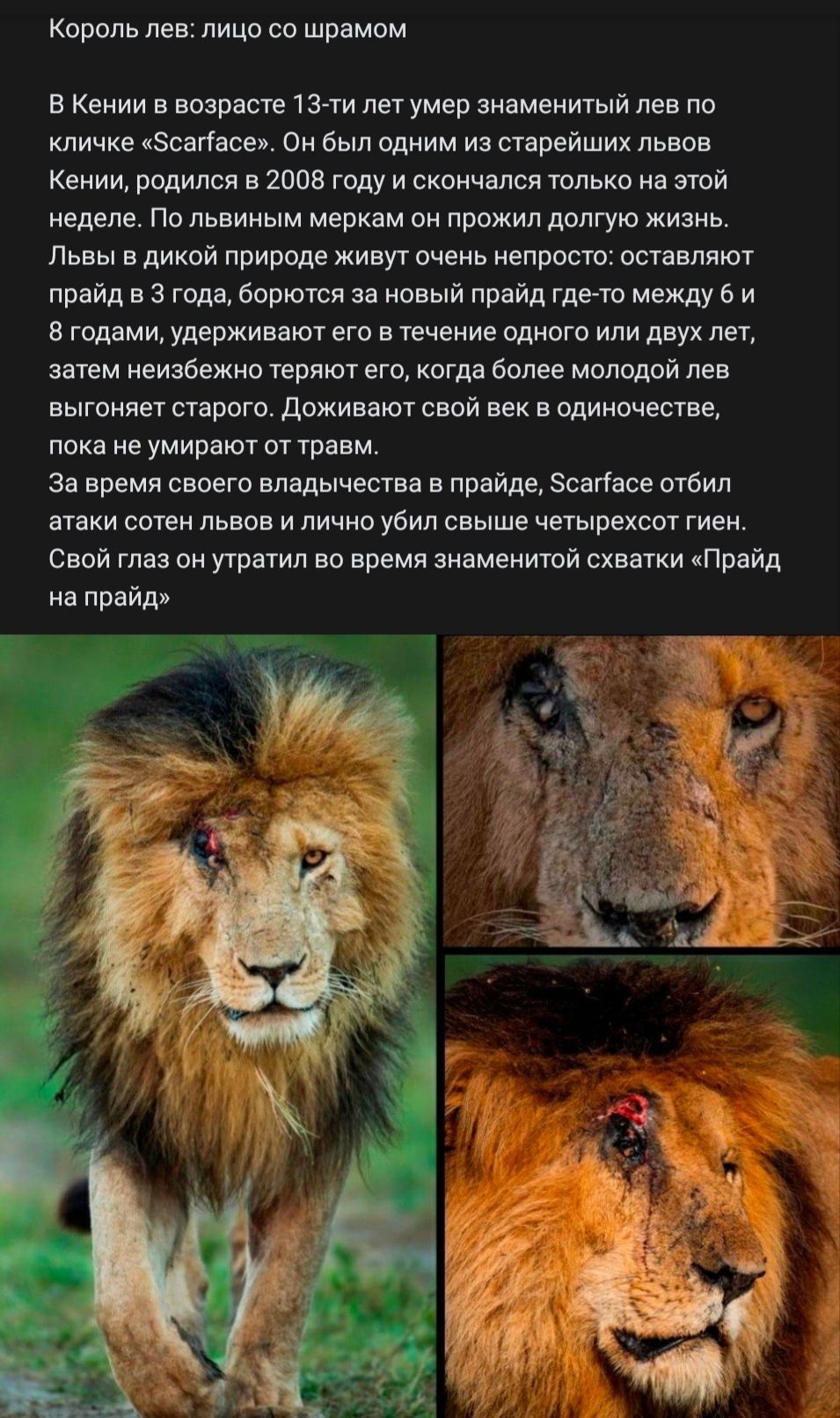 КОРОЛЬ ЛЕВ ЛИЦО СО шрамом В Кении в возрасте 13 ти лет умер знаменитый лев по кличке Зсаггасе Он был одним из старейших львов Кении родился в 2008 году и скончался только на этой неделе По львиным меркам он прожил долгую жизнь Львы в дикой природе живут очень непросто оставляют прайд в 3 года борются за новый прайд гдето между 6 и 8 годами удерживают его в течение одного или двух лет затем неизбеж