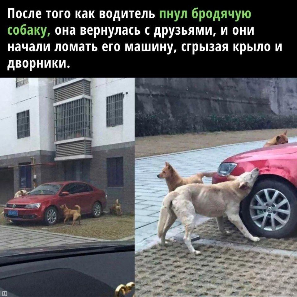 После того как водитель пнуд бродячую собаку она вернулась с друзьями и они начали ломать его машину сгрызая крыло и дворники