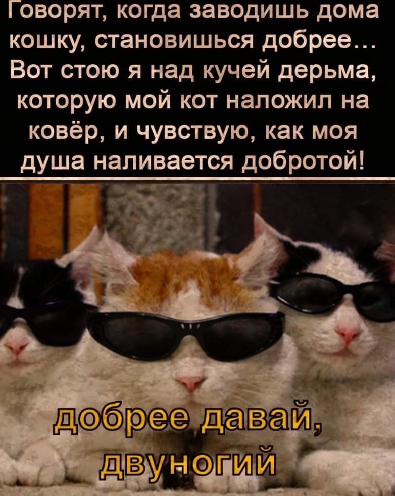 Говорят когда заводишь дома кошку становишься добрее Вот стою я над кучей дерьма которую мой кот наложил на ковёр и чувствую как моя душа напивается добротой Т
