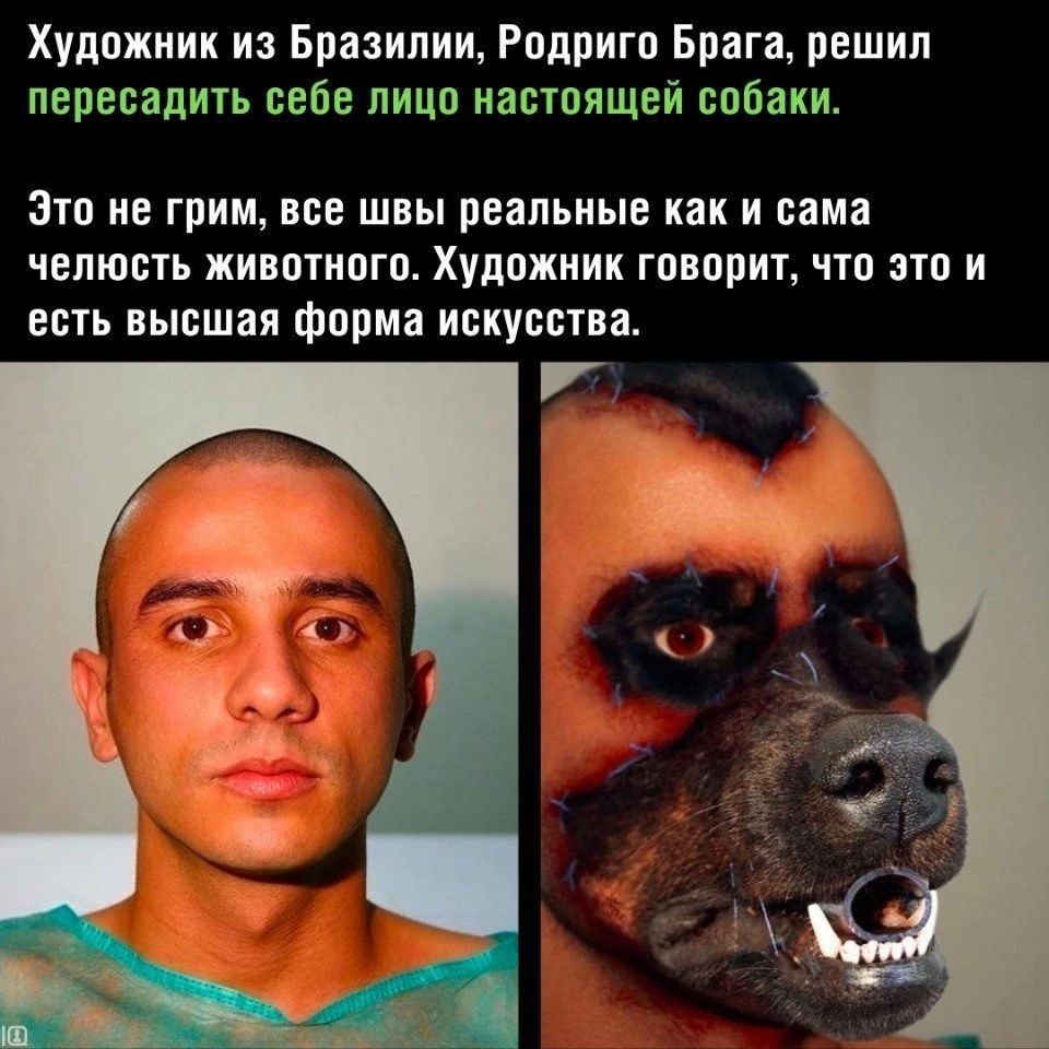 Худпжиик и Бразилии Родригп Брага решил пересадить вебе лицп настоящей собаки эТп ИЕ грим ЦВЕ ШБЫ реальные как И сама ЧЕПЮБТЬ ЖИШПИПГП Художник ГПБЩШТ ПО СПП И есть пьющая форма искусства