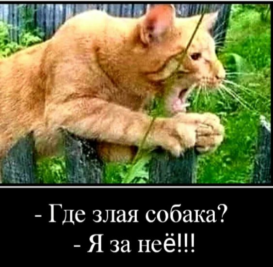 Где злая собака Я за неё