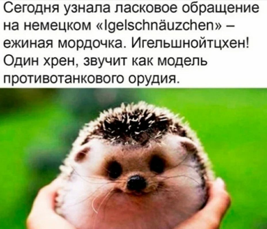 Сегодня узнала ласковое обращение на немецком 9е5сппёи2сг1ет ежиная мордочка Игельшнойтцхен Один хрен звучит как модель противотанкового орудия