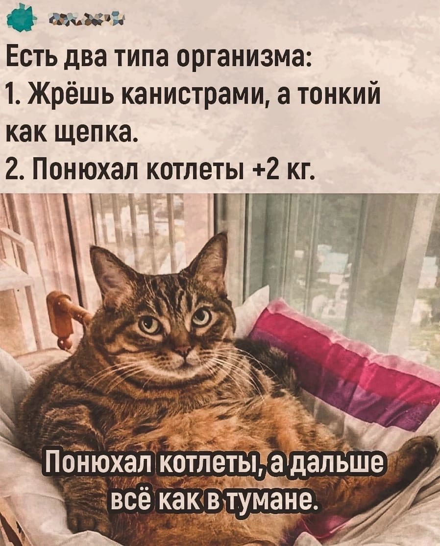щин Есть два типа организма 1 Жрёшь канистрами а тонкий как щепка 2 Понюхап котлеты 2 кг