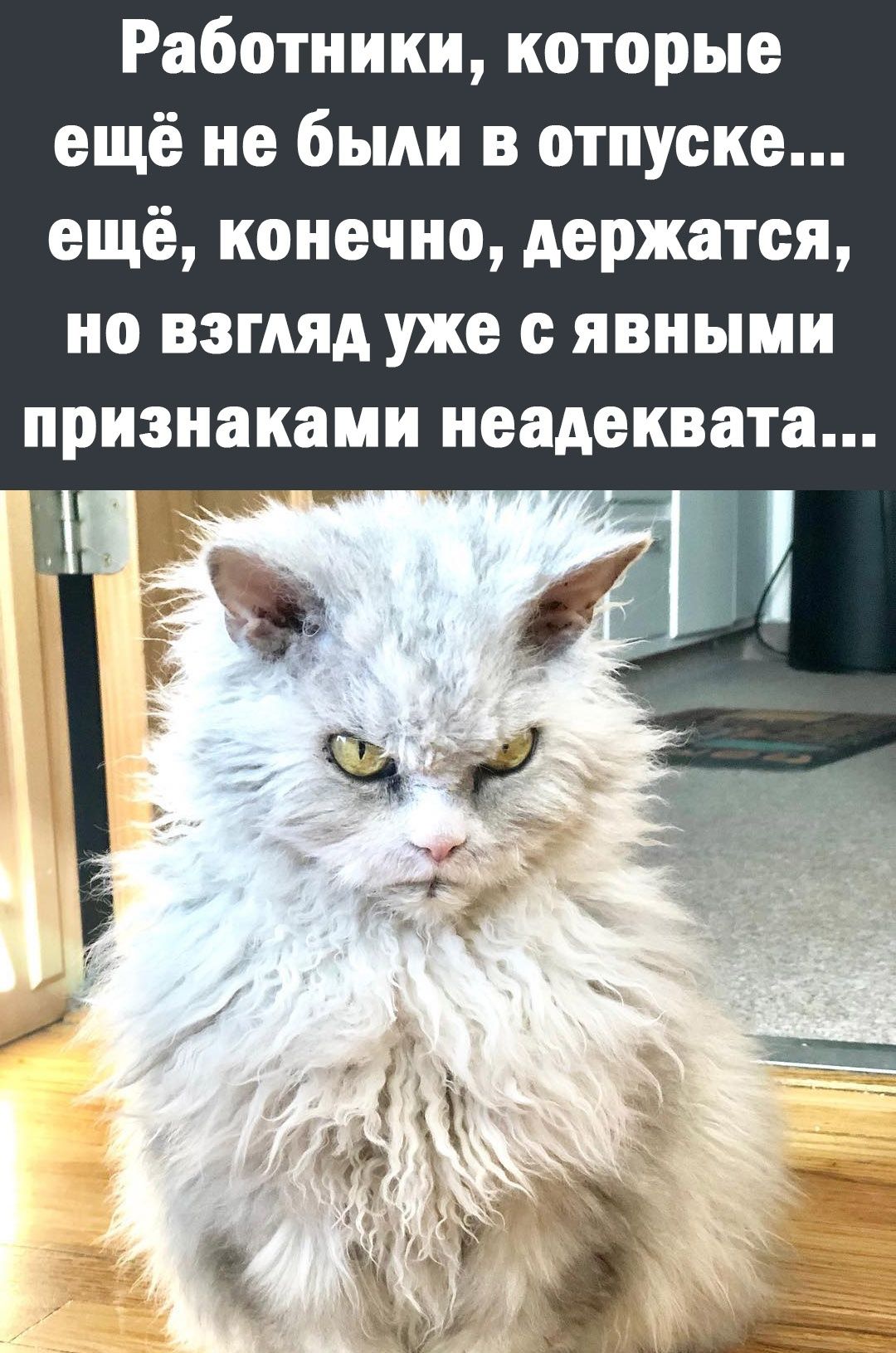 Работники которые ещё не были в отпуске ещё конечно держатся но взгляд уже явными признаками неадеквата