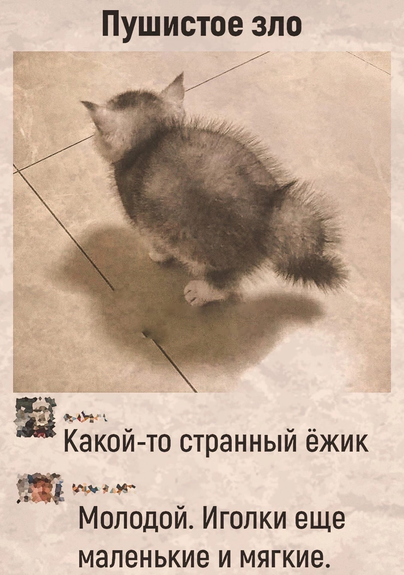 Пушистое зло Какой то странный ёжик млм Молодой Иголки еще маленькие и мягкие