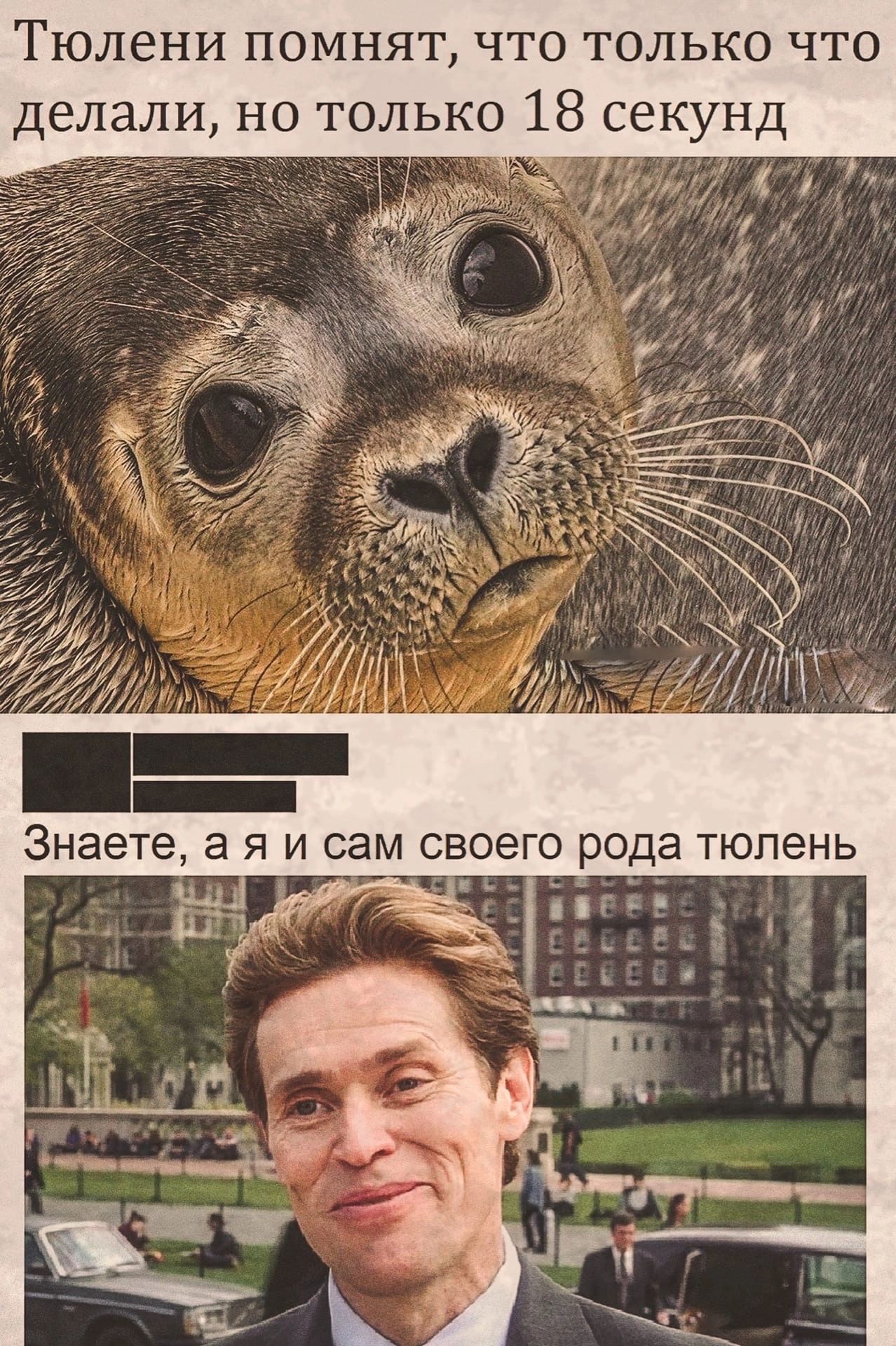 Тюлени помнят что только что делали но только 18 секунд ы
