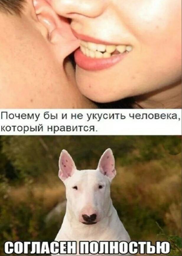 Почему бы и не укусить человека который нравится ВПГПАВЕН ПОЛНОСТЬЮ