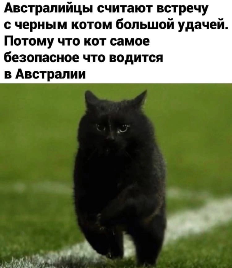 Австралийцы считают встречу с черным котом большой удачей Потому что кот самое безопасное что водится в Австралии