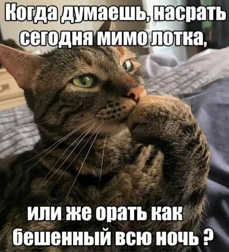 или же опать наи башенный всю ночь
