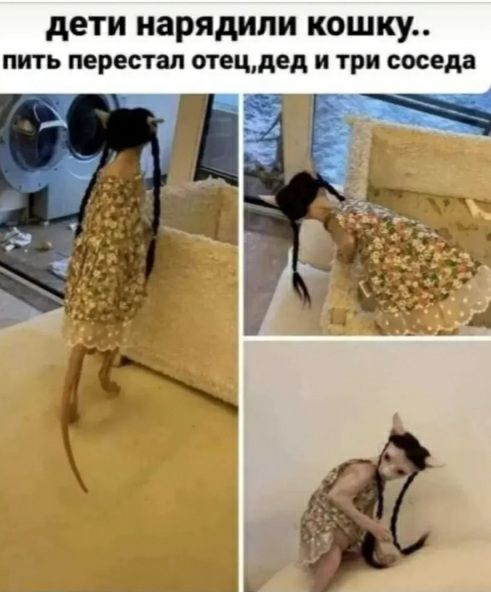 дети нарядили КОШКУ пить перестал отецдед и три соседа