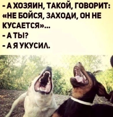 А ХОЗЯИН ТАКОЙ ГОВОРИТ цНЕ Бойся ЗАХОДИ ОН НЕ КУСАЕТСЯ А ТЫ А Я УКУСИА яд