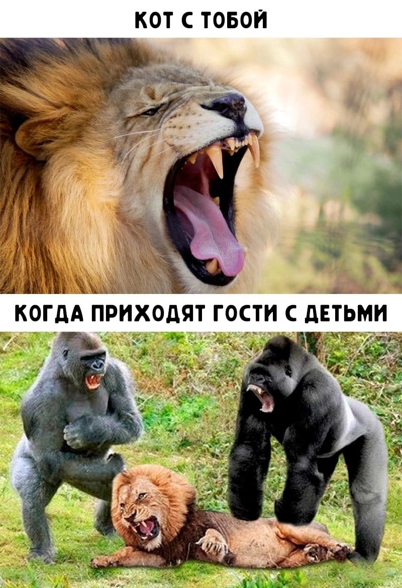 КОТ С ТОБОЙ