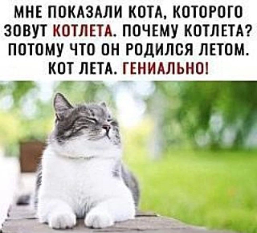 МНЕ ПОКАЗАЛИ КОТА КОТОРОГО ЗОВУТ КОТЛЕТА ПОЧЕМУ КОТЛЕТА ПОТОМУ ЧТО ОН РОДИЛОЯ ЛЕТОМ КОТ ЛЕТА ГЕНИАЛЪНО Ч