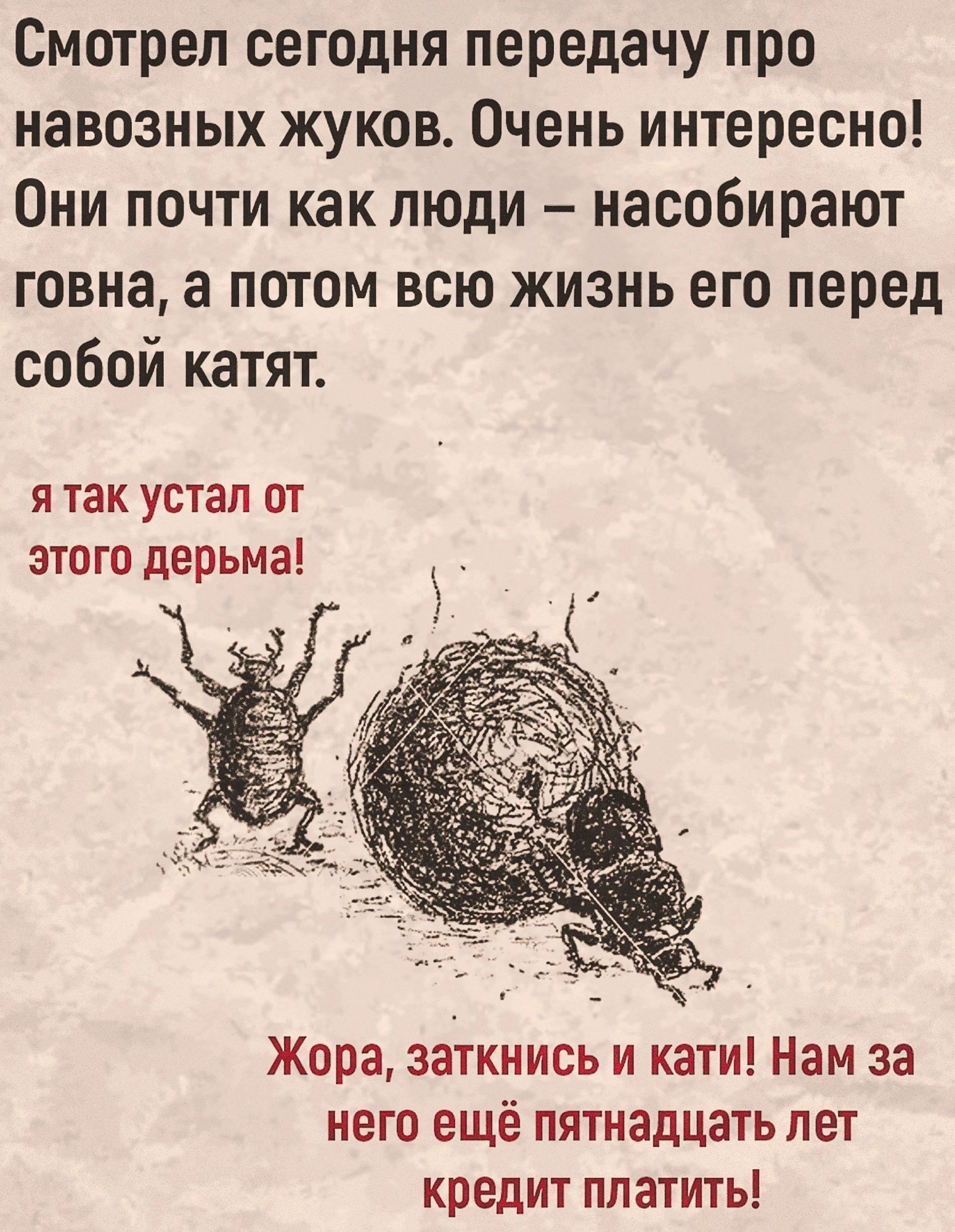 Смотрел сегодня передачу про навозных жуков Очень интересно Они почти как люди насобирают говна а потом всю жизнь его перед собой катят Я так устал от это го дерьма Жора заткнись и кати Нам за него ещё пятнадцать лет кредит платить