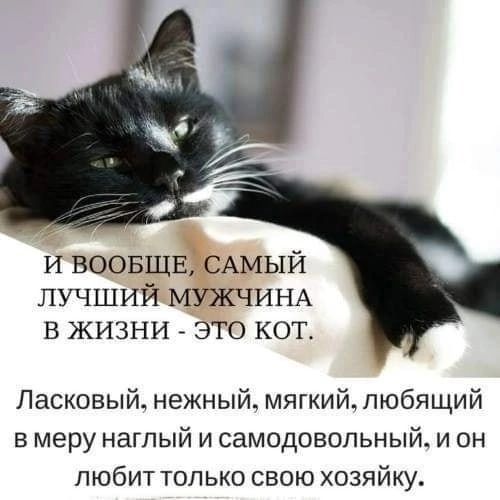 и ВООБЩЕ САМЫЙ лучший МУЖЧИНА в жизни это кот Ласковый нежный мягкийпюбящий в меру наглый и самодовольный и он любит только свою хозяйку