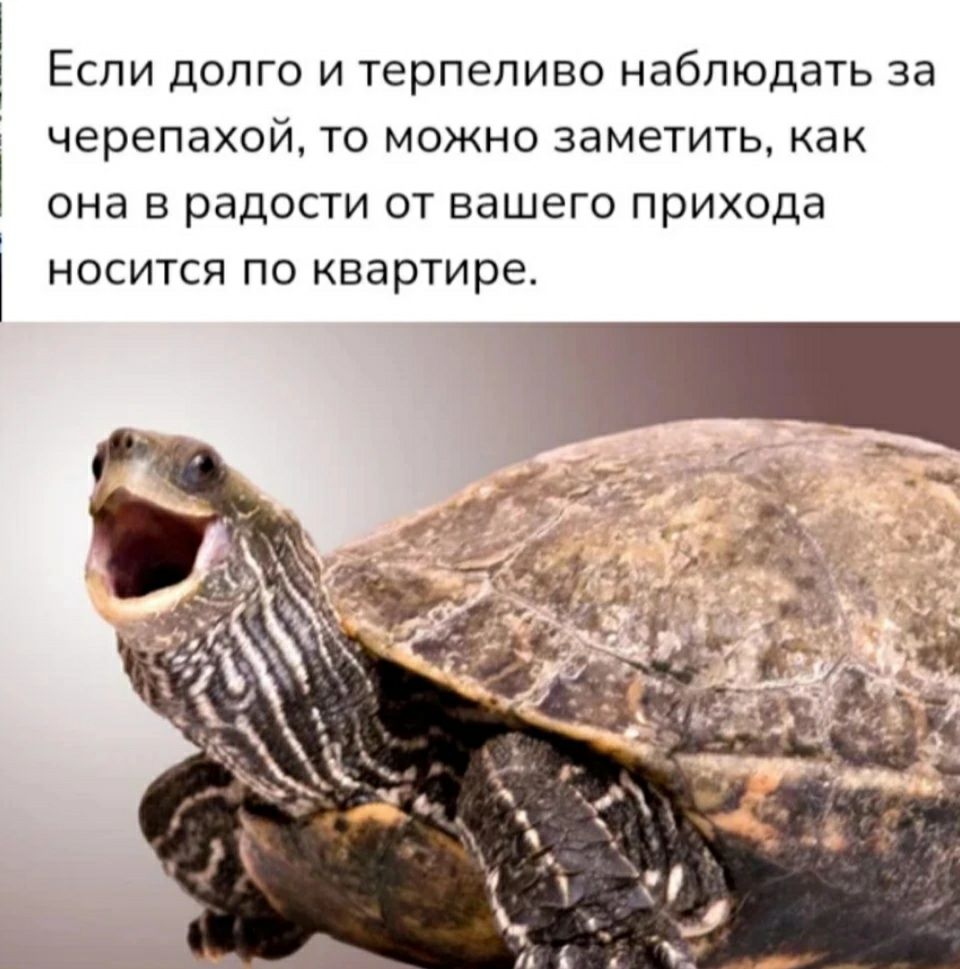 ЕСЛИ ЦОПГО И терпеливо Наблюдать за черепахой ТО МОЖНО заметить как она В радости ОТ вашего прихода НОСИТСП ПО квартире