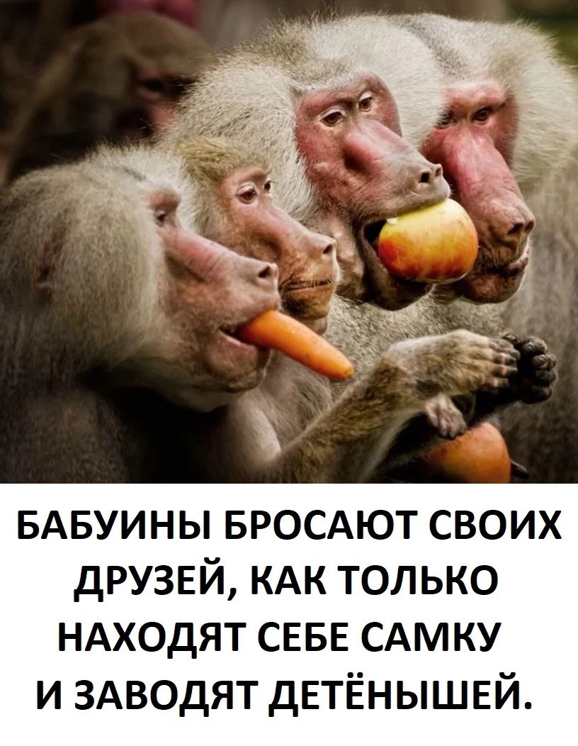 БАБУИНЫ вросдют своих дРУЗЕЙ КАК только НАХОДЯТ СЕБЕ сдмку и ЗАВОДЯТ дЕТЁНЫШЕЙ