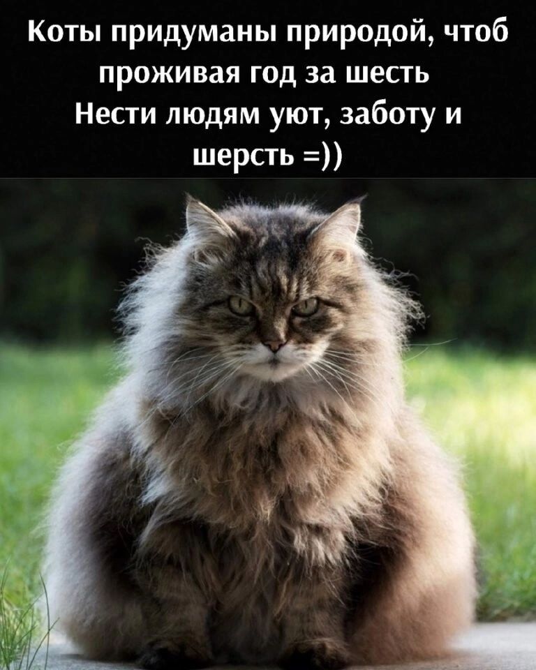 Коты придуманы природой чтоб проживая год за шесть Нести людям уют заботу и шерсть