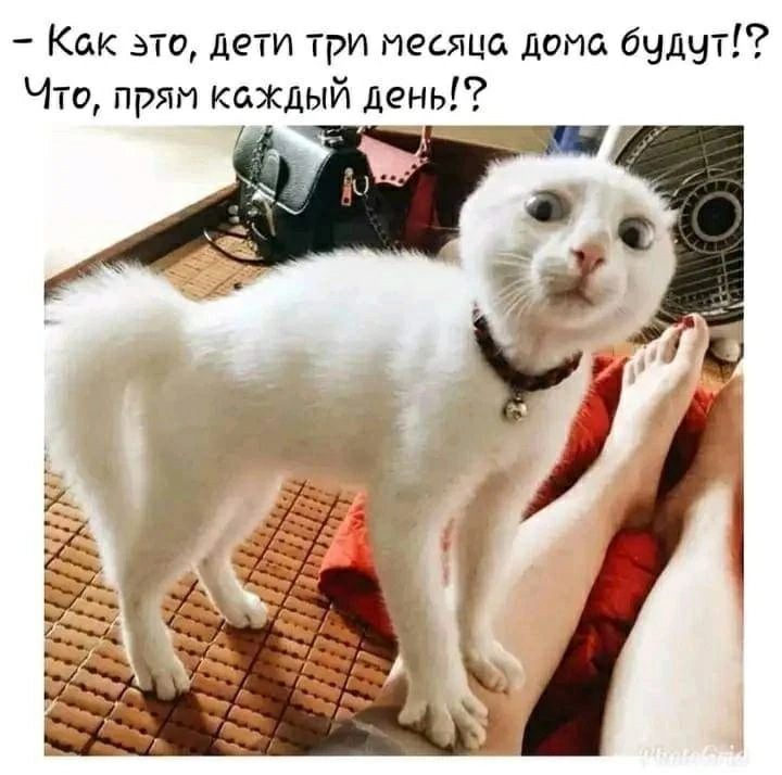 Как это дети три месяца дома дчдчтг Что пряп каждый день