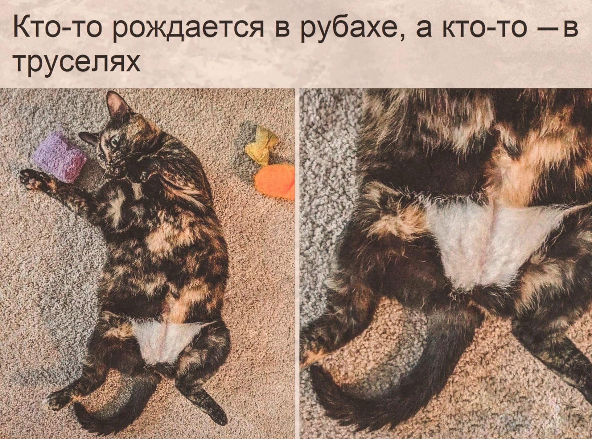 Кто то рождается в рубахе а кто то в трусепях